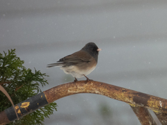 Junco hyemalis montanus