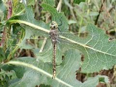 Anax papuensis