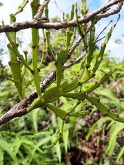 Korthalsella complanata