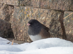 Junco hyemalis montanus