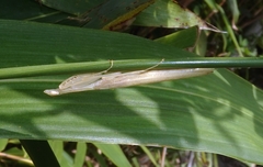 Sinomantis denticulata