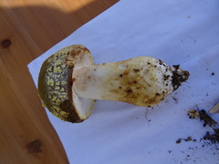Amanita franchetii