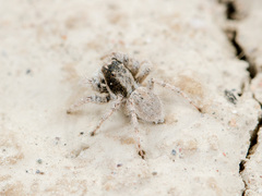 Aelurillus concolor