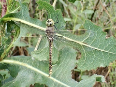 Anax papuensis