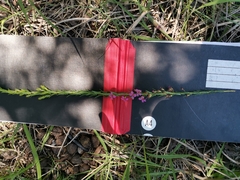 Ammannia sagittifolia