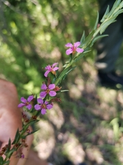 Ammannia sagittifolia