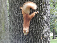 Sciurus vulgaris