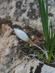 Crocus hyemalis
