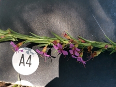 Ammannia sagittifolia