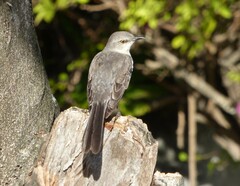 Mimus gundlachii