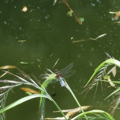 Libellula melli