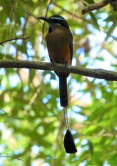 Eumomota superciliosa