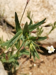 Mimulus gracilis