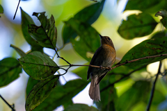 Cyornis hainanus