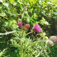 Cirsium japonicum