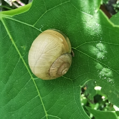 Acusta