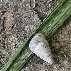 Pseudobuliminus buliminoides