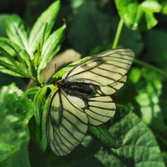 Parnassius glacialis
