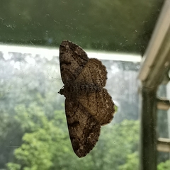 Peribatodes rhomboidaria