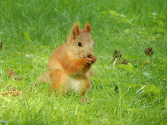 Sciurus vulgaris