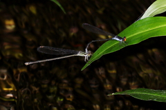 Pseudagrion ignifer