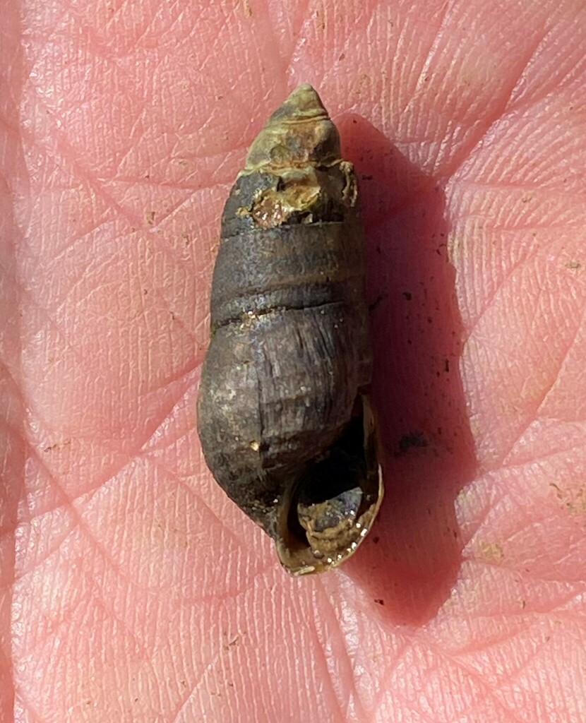 Banded Elimia