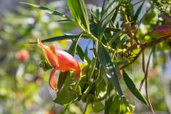 Eremophila duttonii