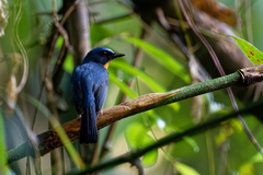 Cyornis sumatrensis