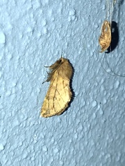 Ptilophora plumigera