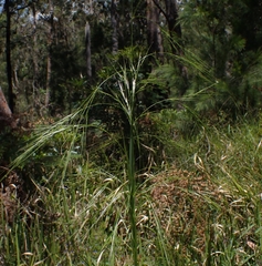 Austrostipa rudis