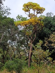 Cussonia arborea