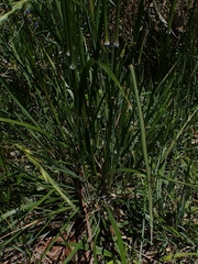 Austrostipa rudis