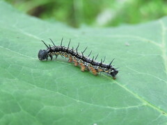 Nymphalis xanthomelas