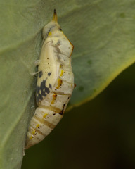 Pontia glauconome