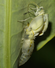 Pontia glauconome