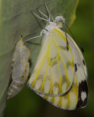 Pontia glauconome