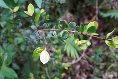 Eugenia buxifolia