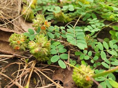 Indigofera bracteolata image