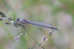 Enallagma risi