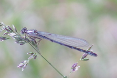 Enallagma risi