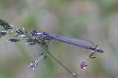 Enallagma risi