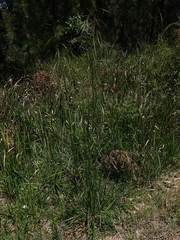 Austrostipa rudis