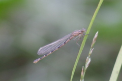 Enallagma risi