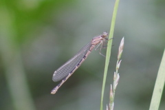 Enallagma risi