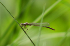 Enallagma risi