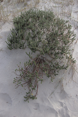 Pimelea villosa