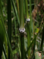 Austrostipa rudis