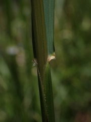 Austrostipa rudis