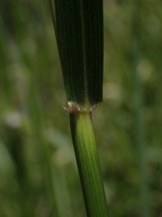 Austrostipa rudis