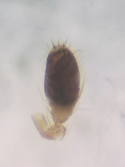 Phycosoma hana